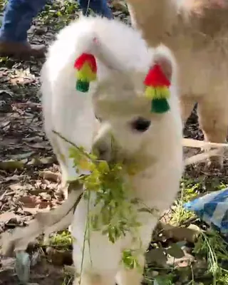 Alpaca comiendo pasto
