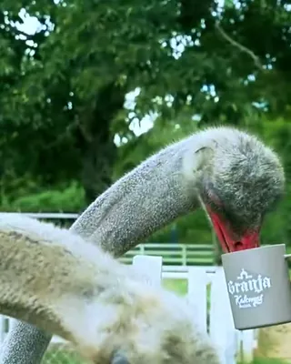 Avestruz comiendo de una taza de la granja