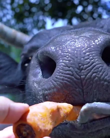 Animal de la granja comiendo una zanahoria de la mano