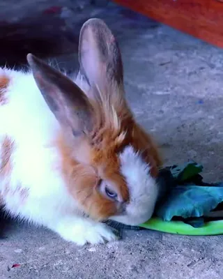 Conejo comiendo hojas