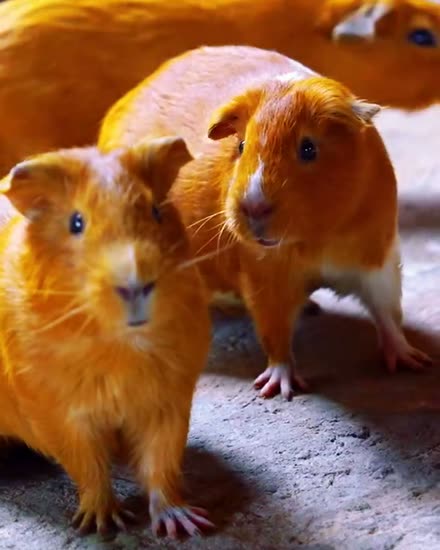 Dos cuyes de pelo naranja