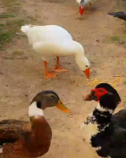 Patos y gansos de la granja