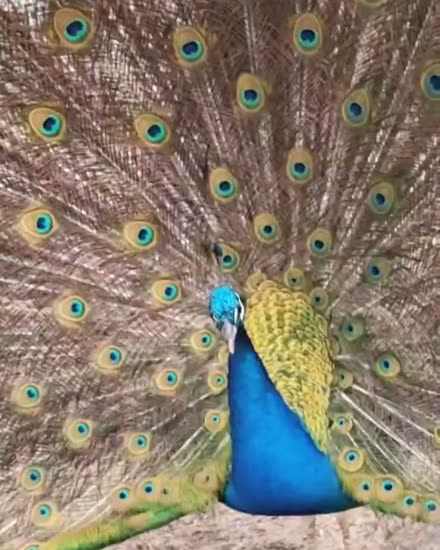 Pavo real con la cola abierta