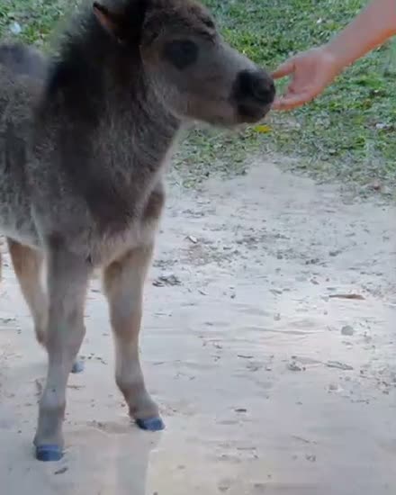 Pony bebé comiendo de la mano