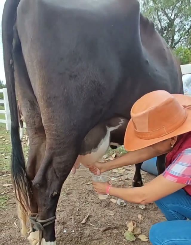Ordeñando una vaca en la granja Kalomai